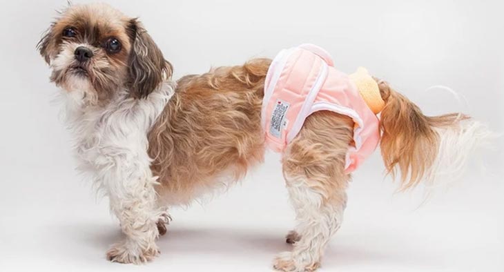 Quando è utile indossare dei pannolini lavabili per cane?
